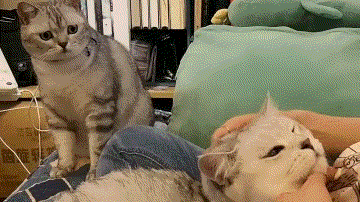 “这....这是哪里来的野猫?”